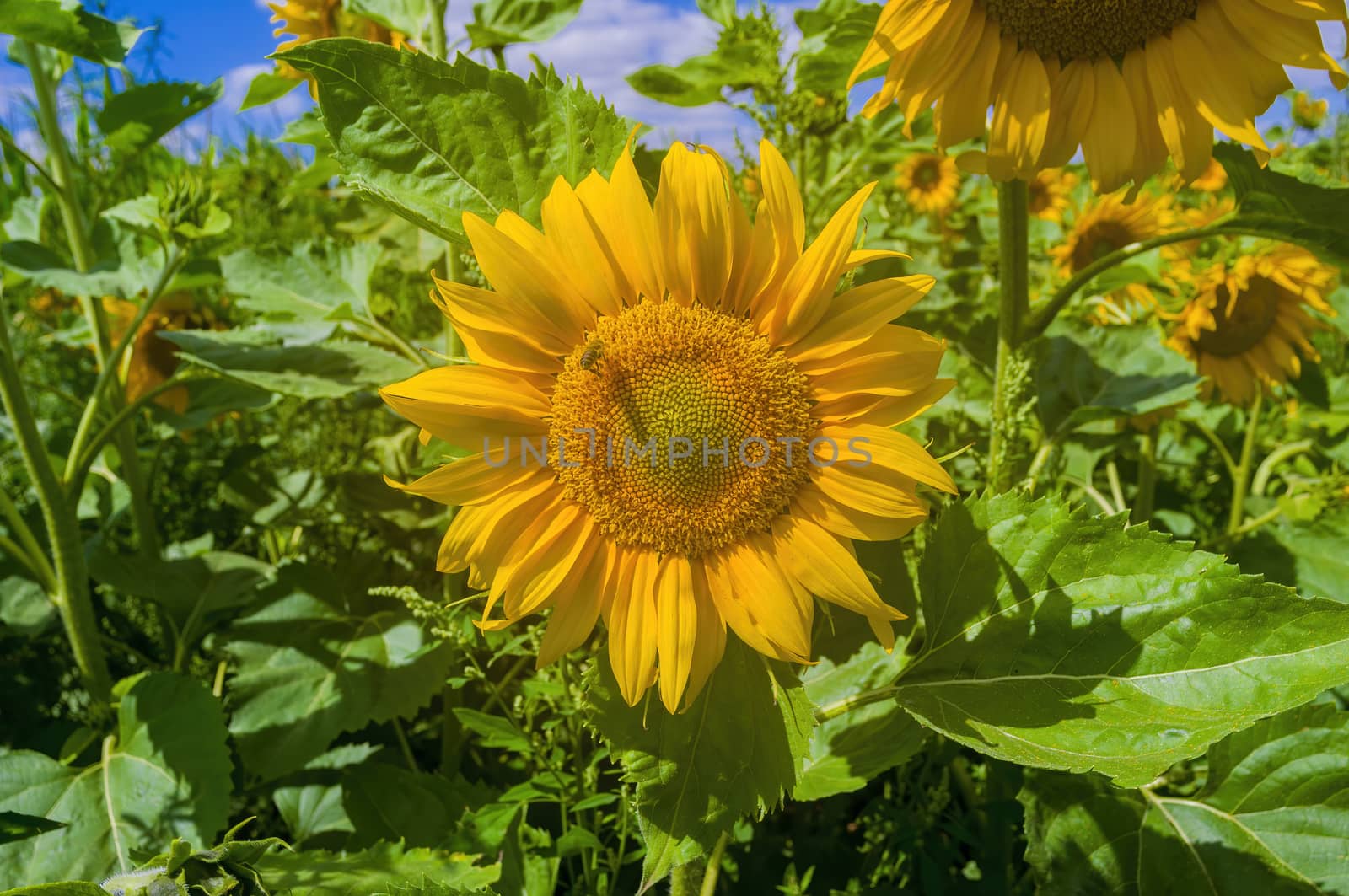 a Yellow blooming sunflower on the field
