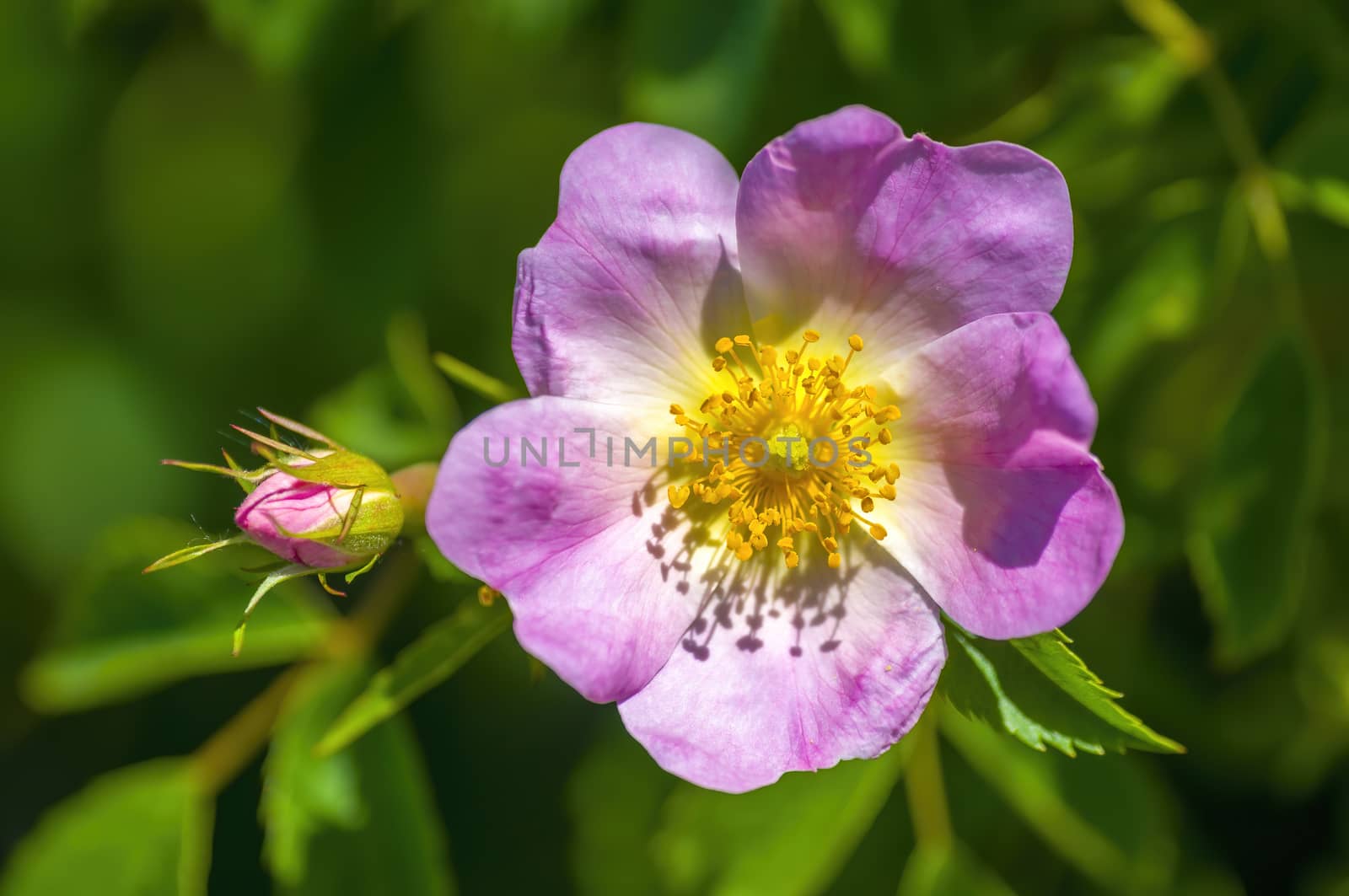 a soft bloom with pink color in my season garden