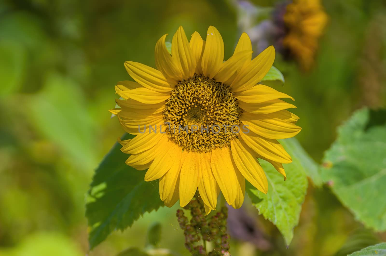 a Yellow blooming sunflower on the field