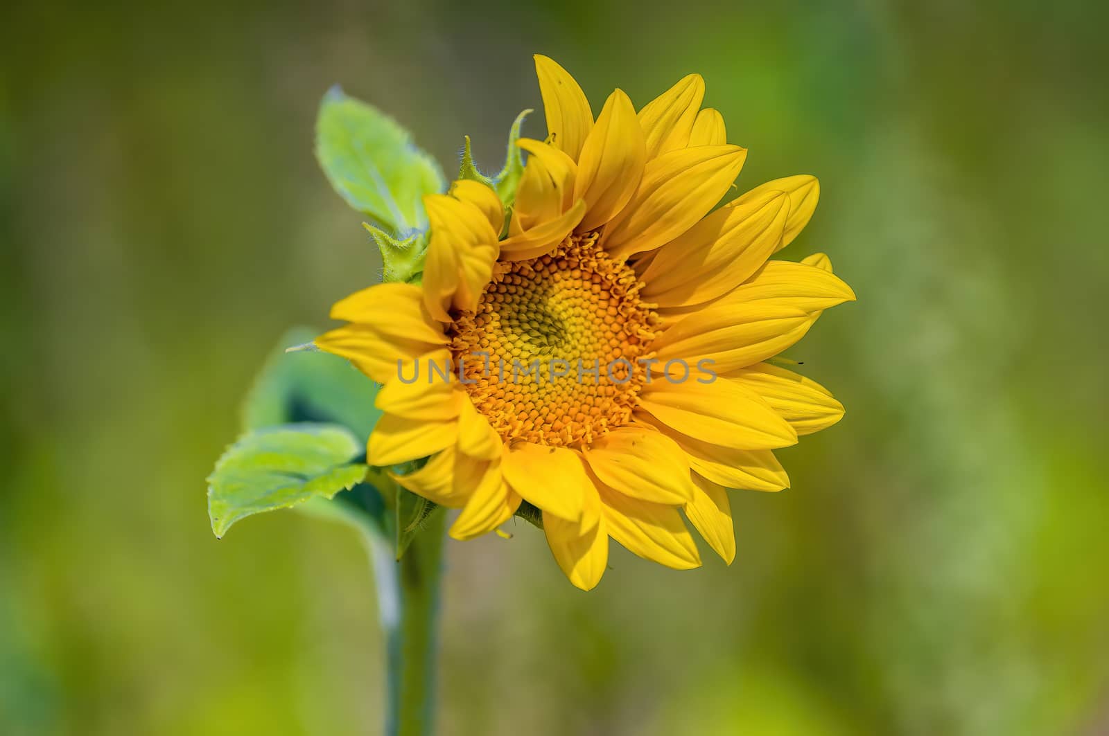 a Yellow blooming sunflower on the field