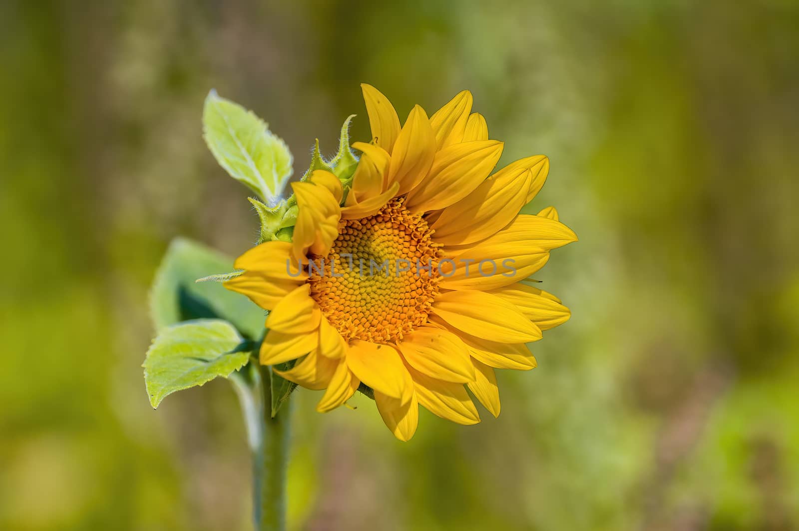 a Yellow blooming sunflower on the field