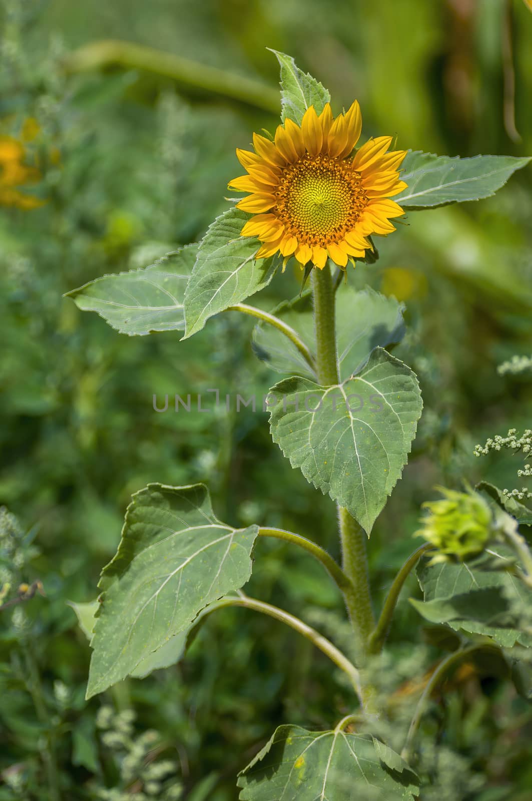 a Yellow blooming sunflower on the field