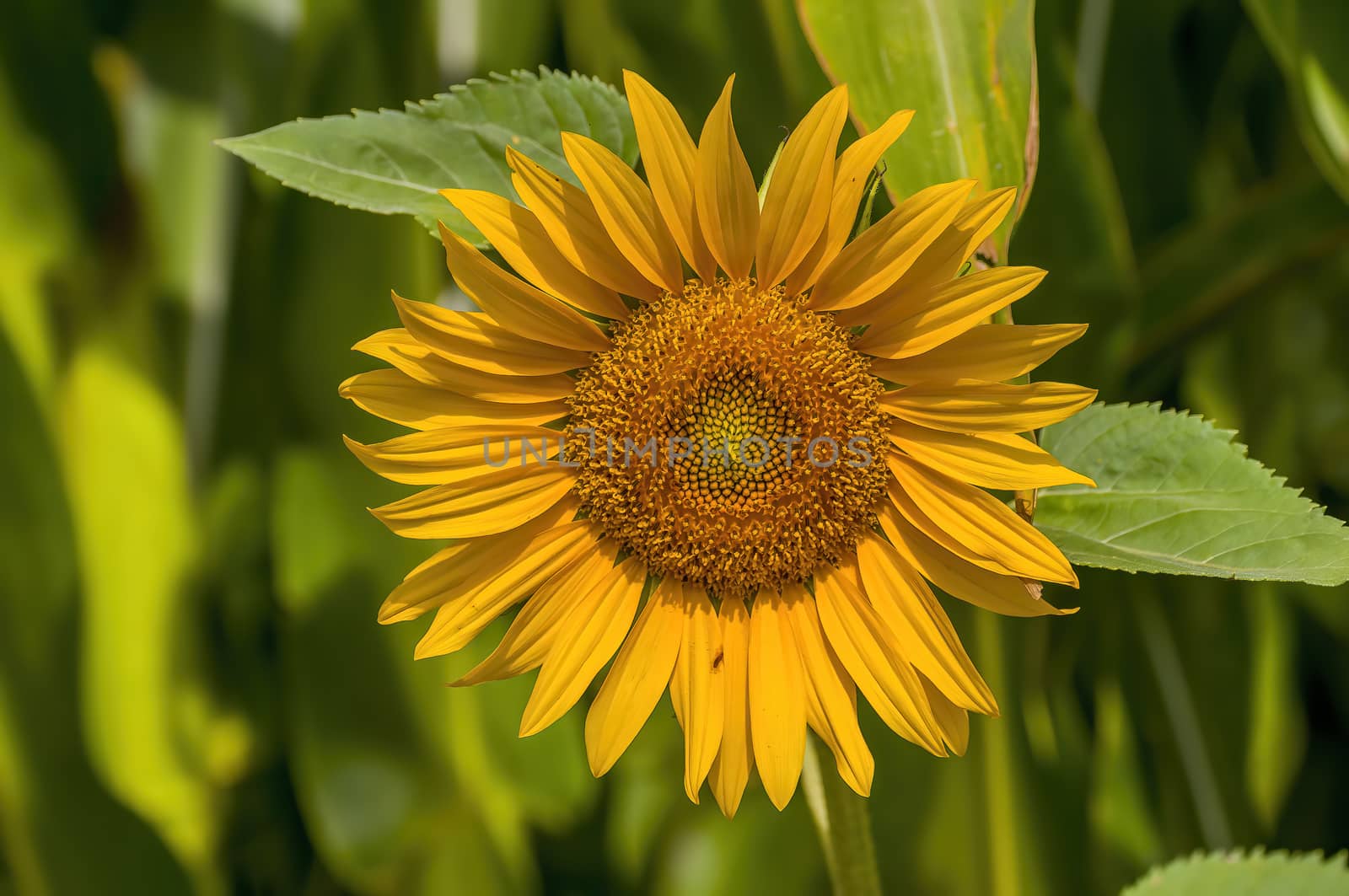 a Yellow blooming sunflower on the field