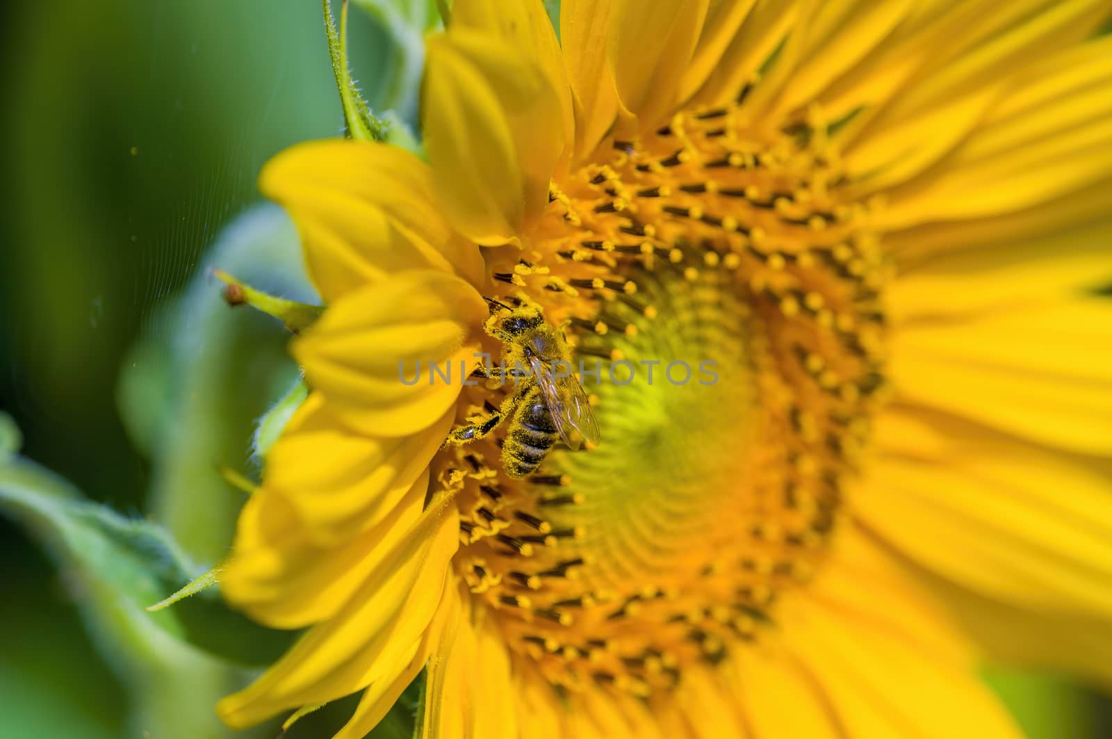 a Yellow blooming sunflower on the field