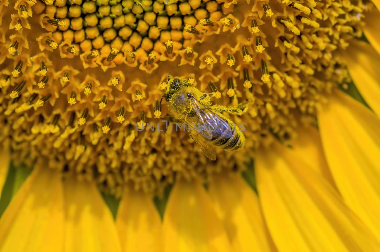 a Yellow blooming sunflower on the field