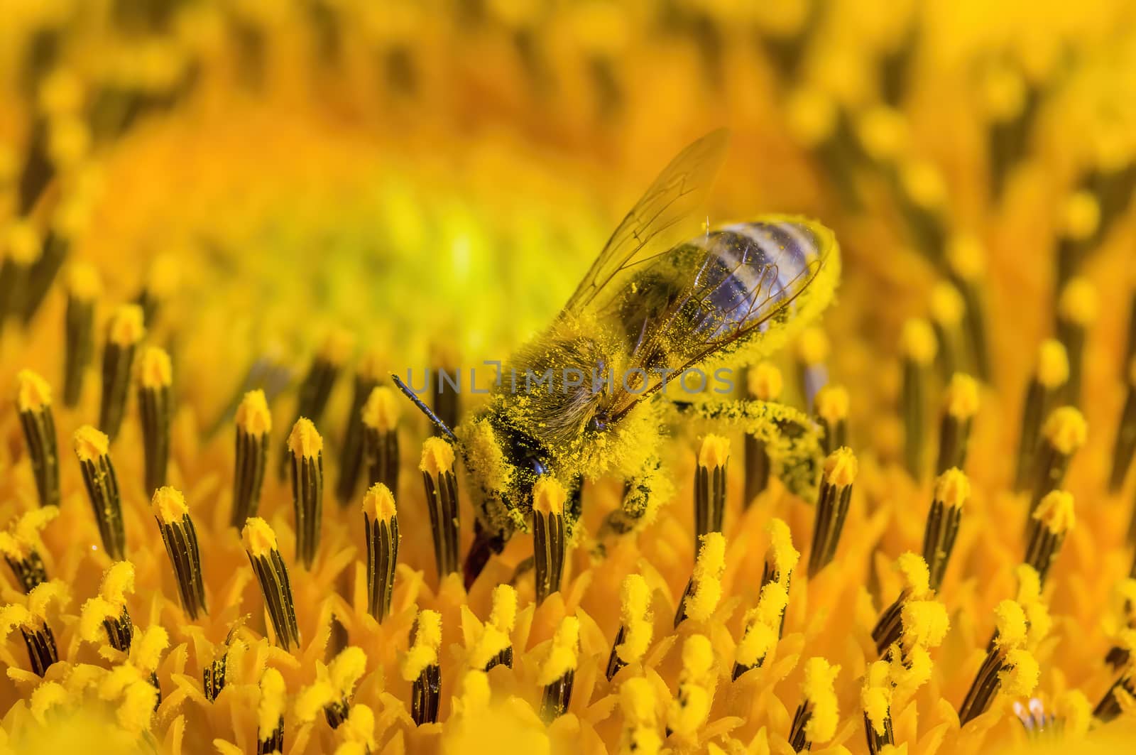 a Yellow blooming sunflower on the field