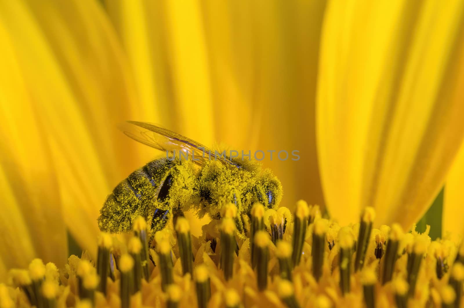 a Yellow blooming sunflower on the field