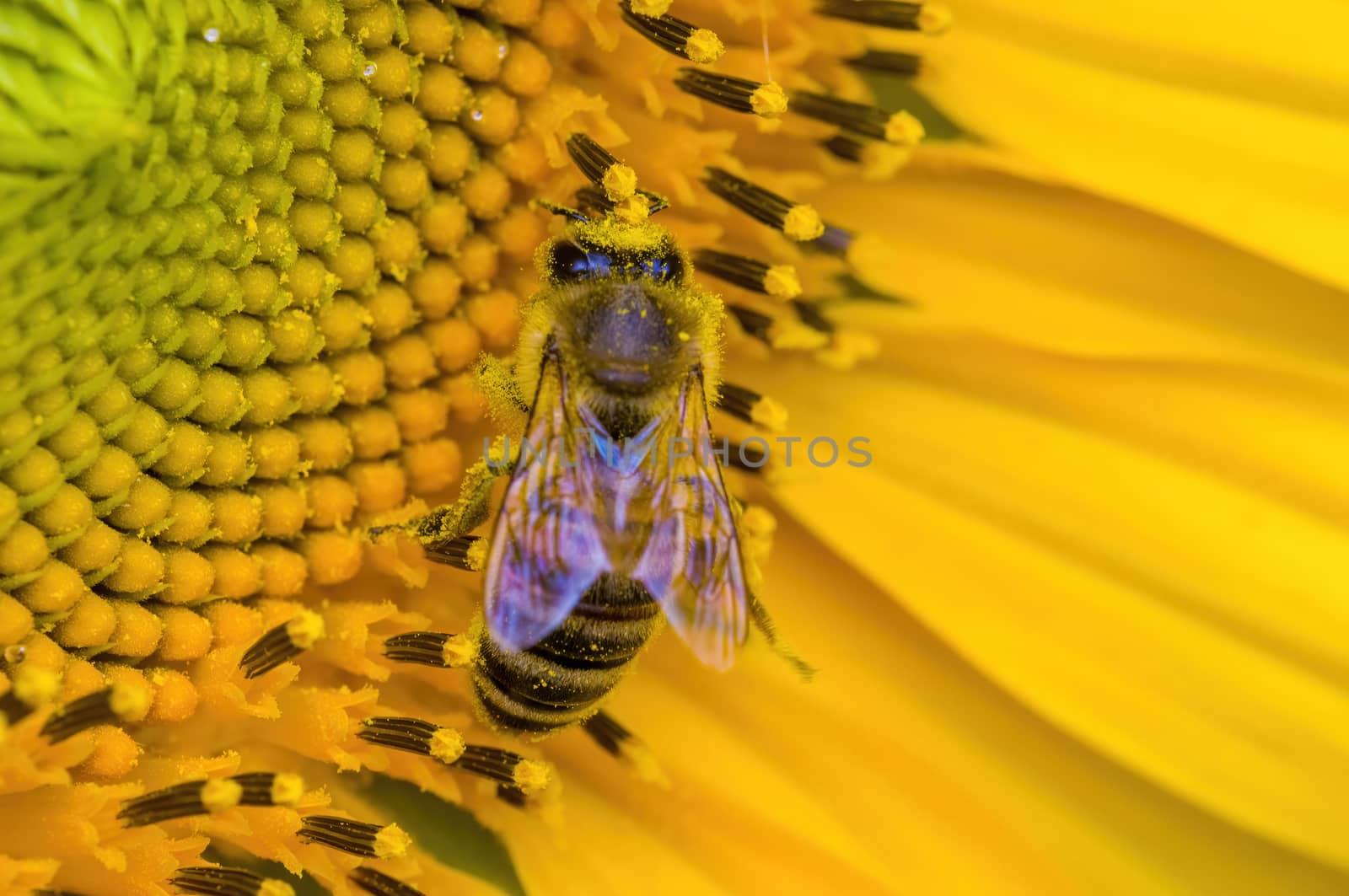a Yellow blooming sunflower on the field