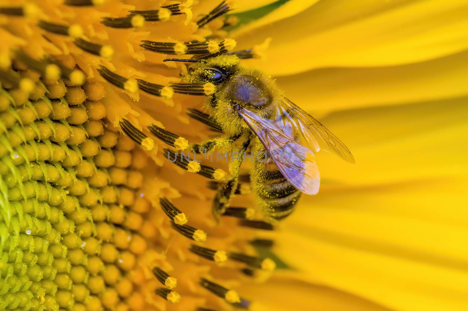 a Yellow blooming sunflower on the field