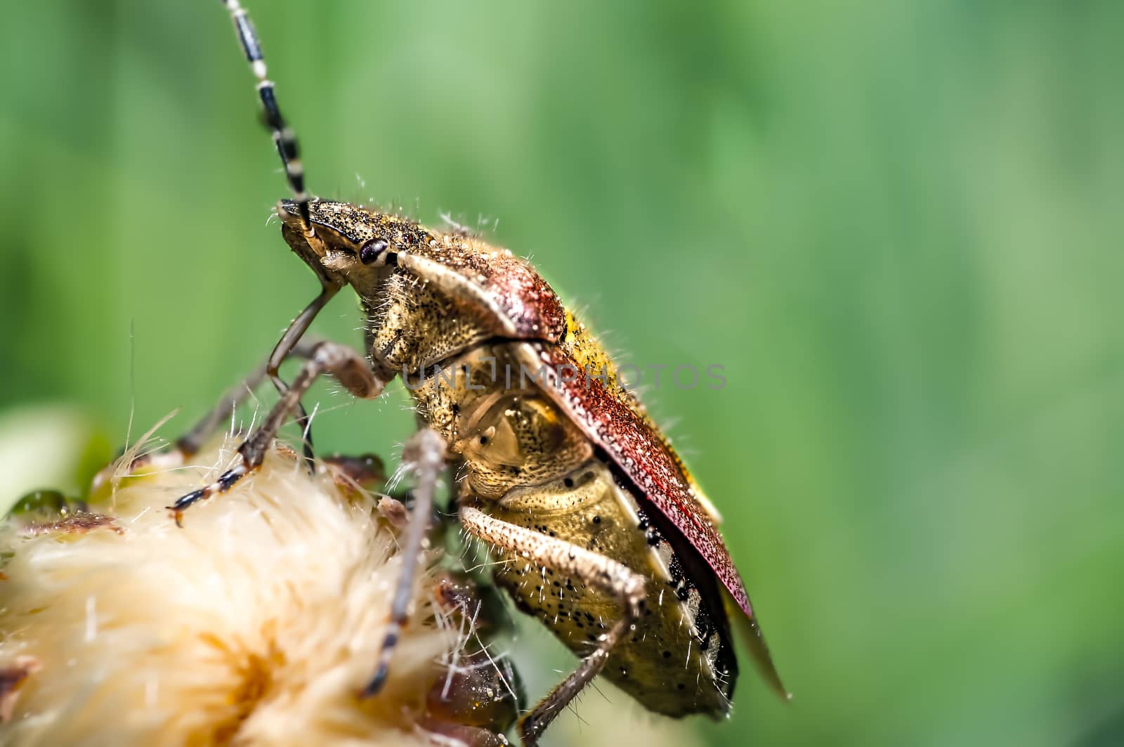 Beetle on green leaf in the season garden