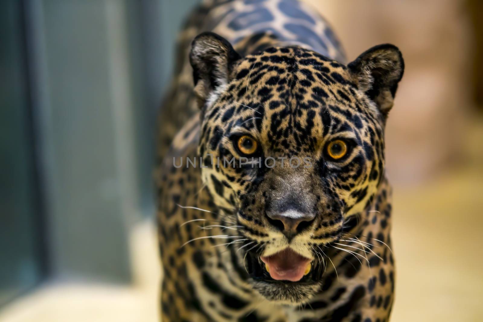 wild jaguar lurking for prey in the green jungle