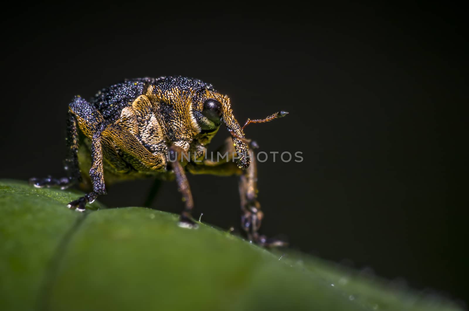 little weevil in my saison garden