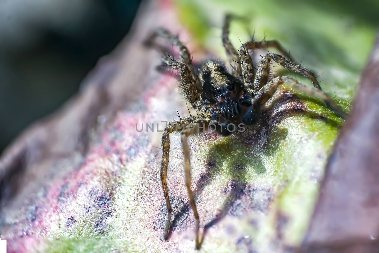 wolf spider close up