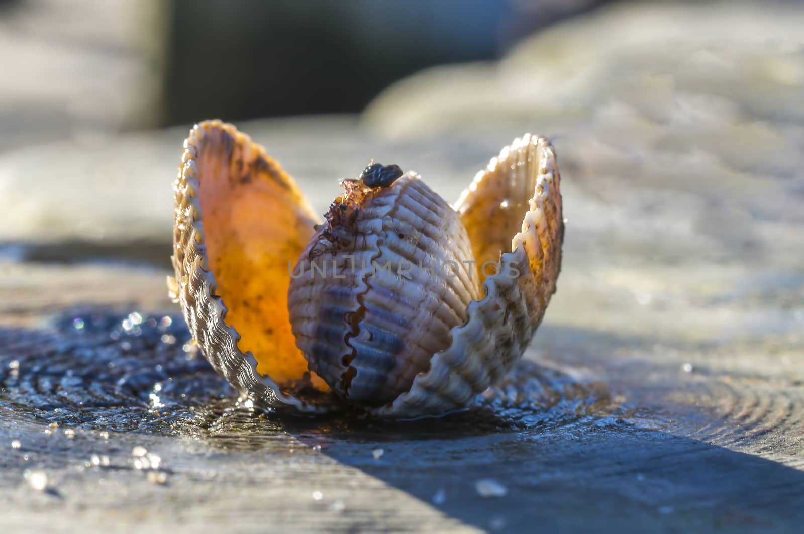 shells on a stage at the baltic beach