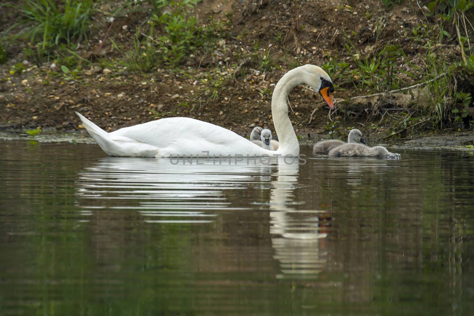 Swan family in nature reserve lake