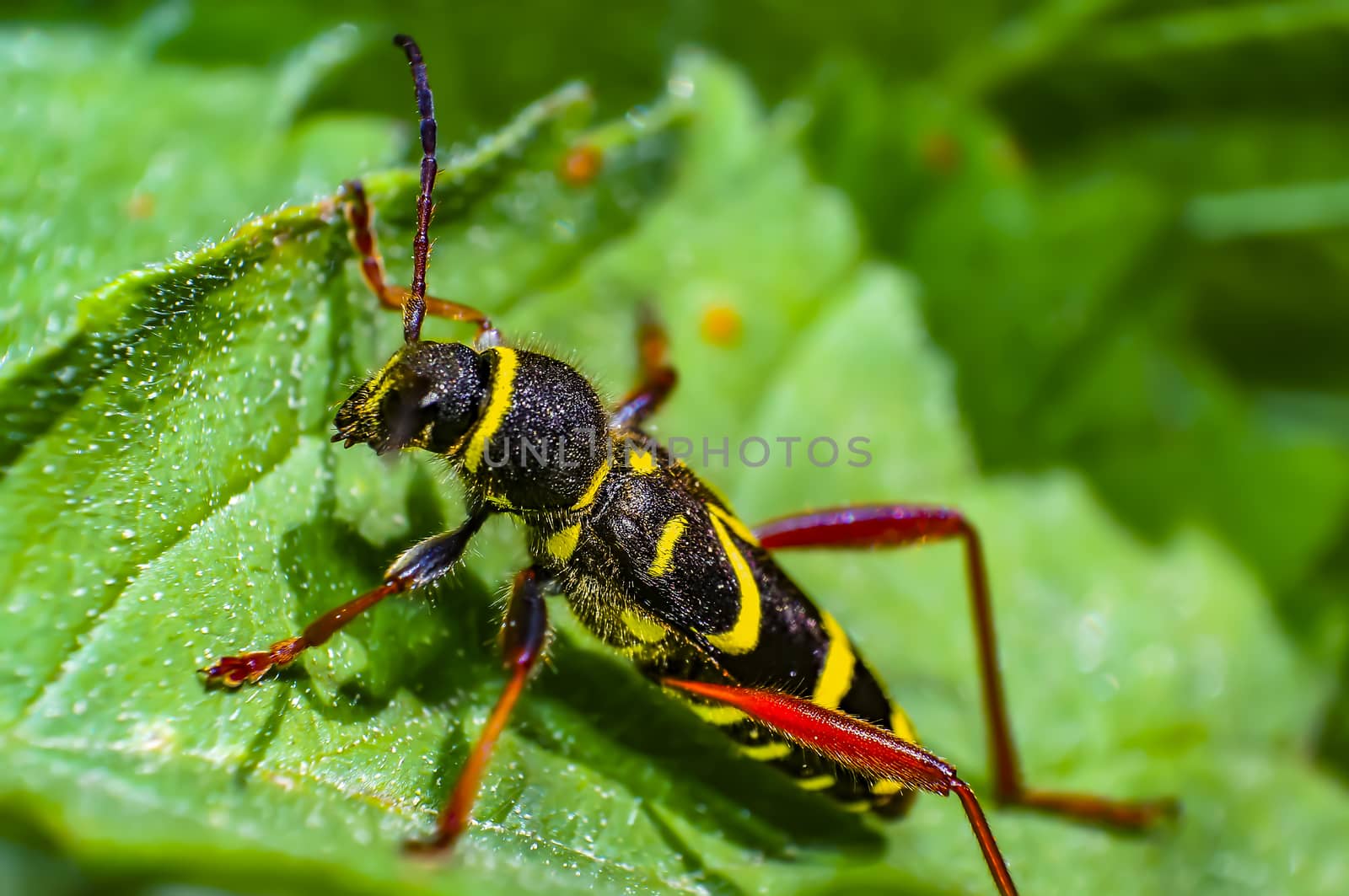 striped bug on green leaf in season forest