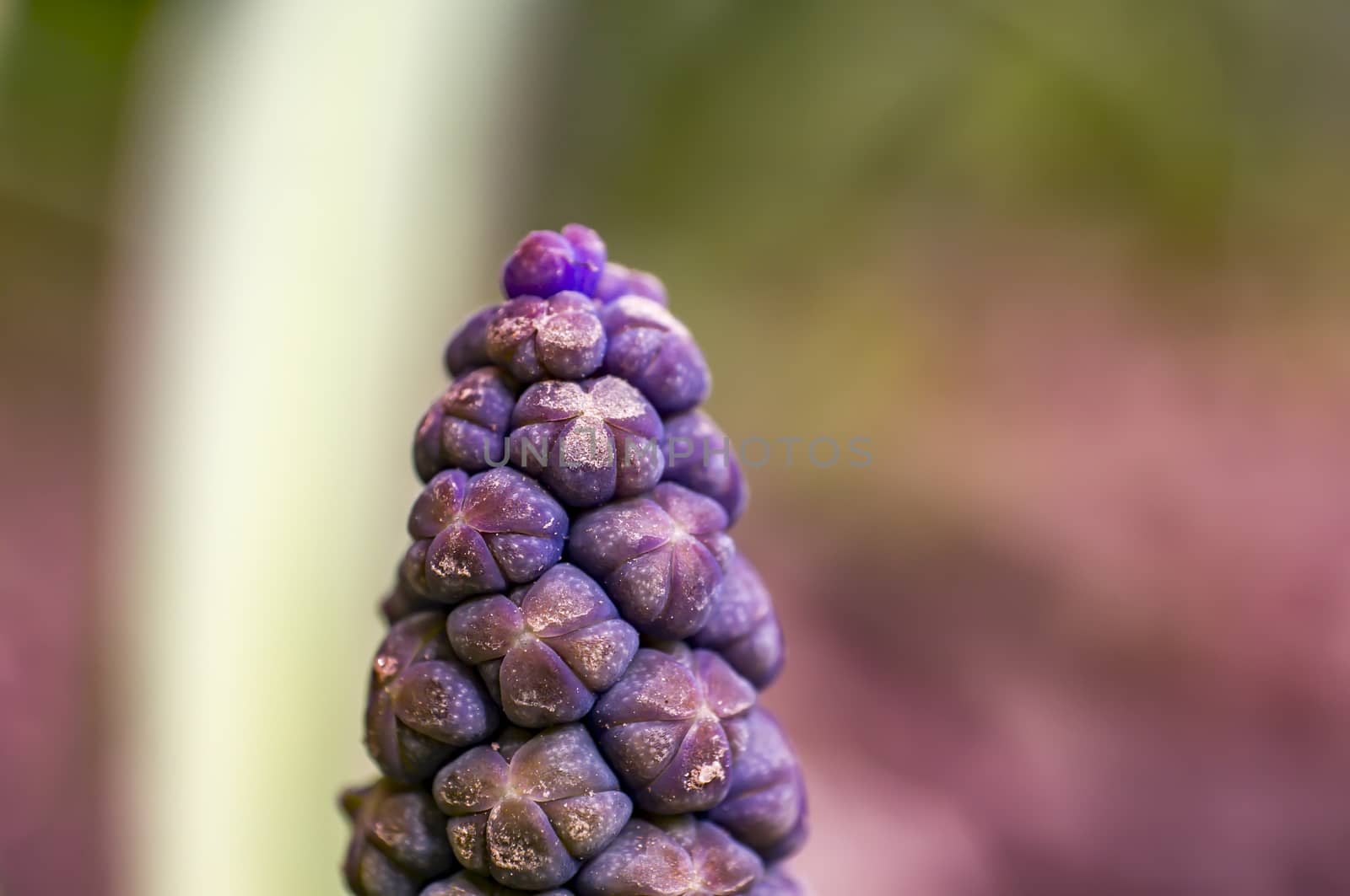 hyacinth flower blossom in the spring season