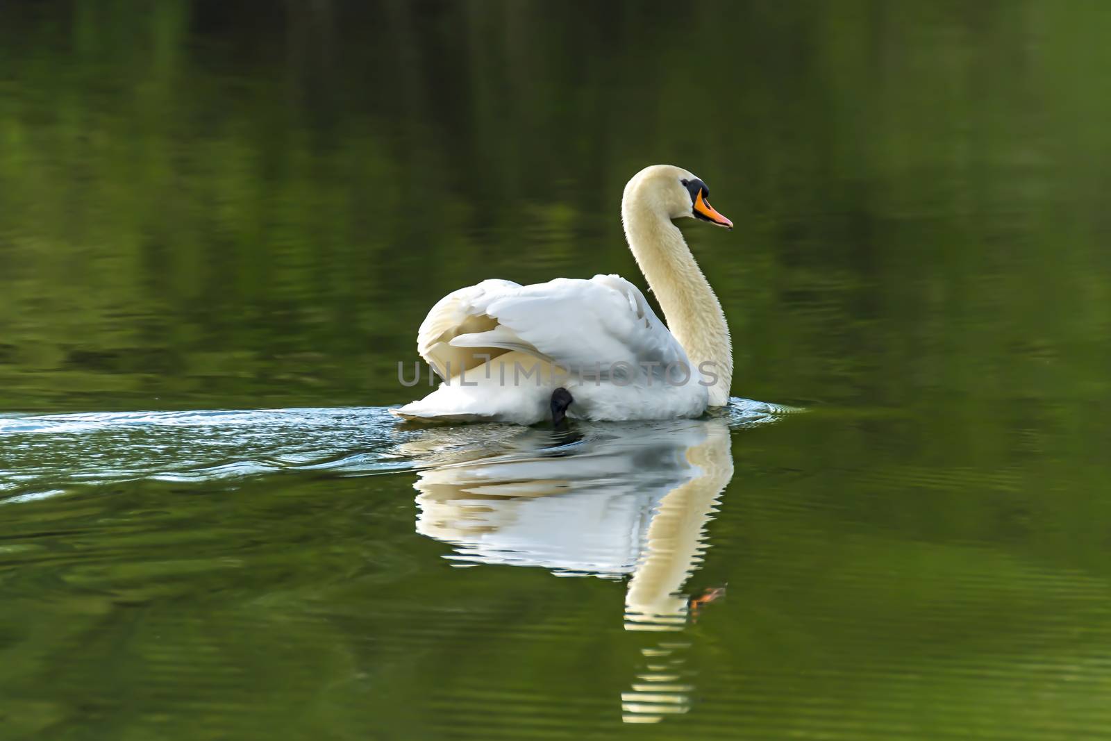 magnificent swan male on the nature protection lake