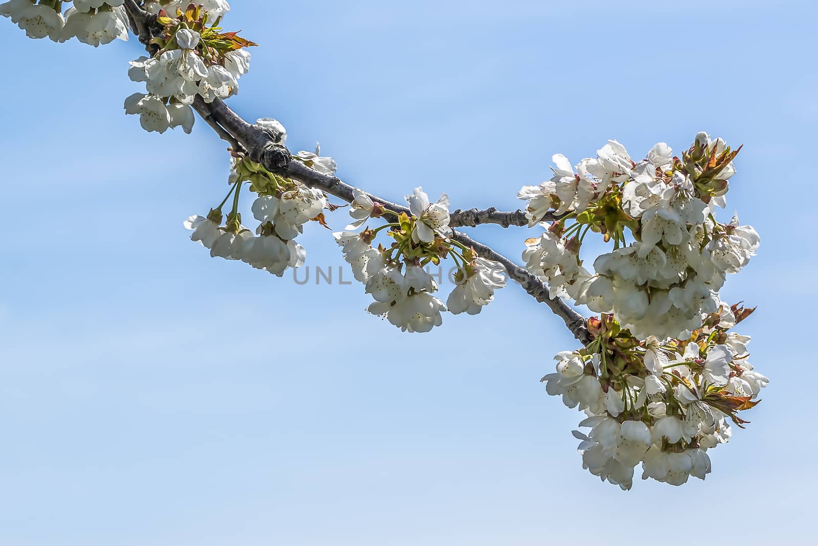 cherry blossom branch in the season garden