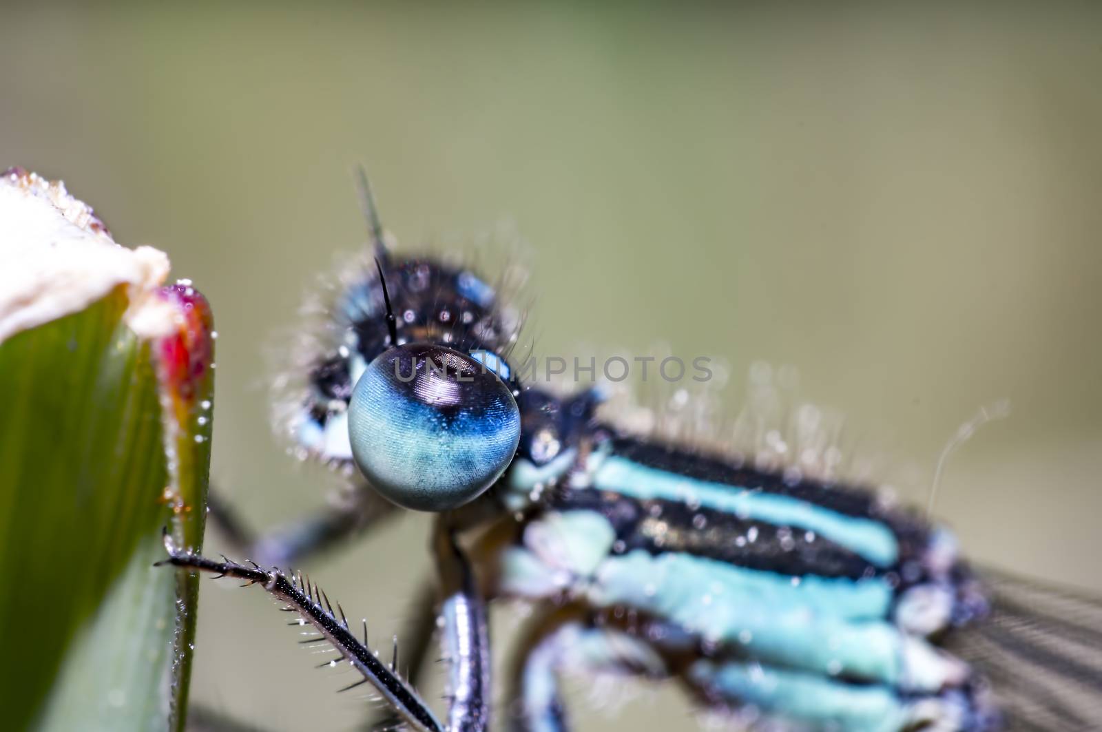 blue dragon fly on grass in summer season