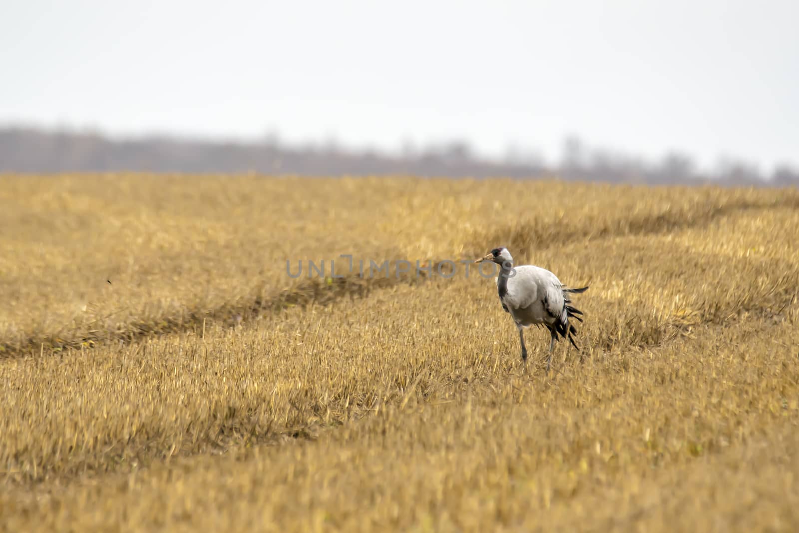 eurasian cranes land on a harvested korn field