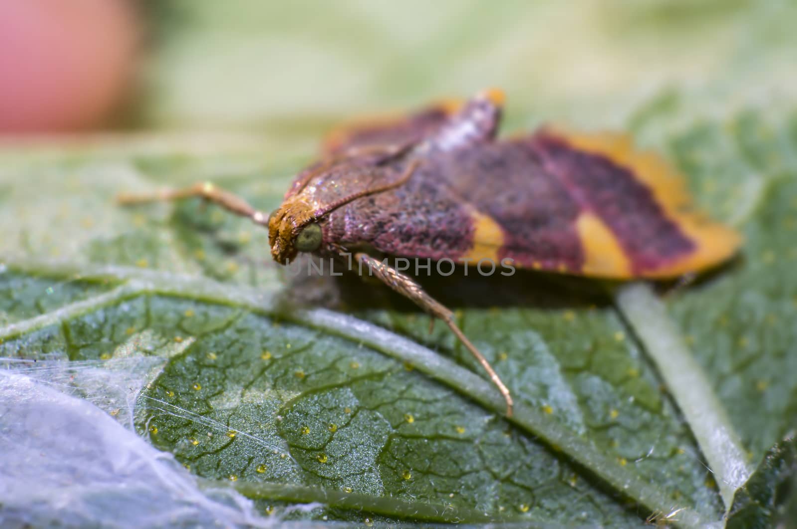 small colorful moth on green leaf in the season garden
