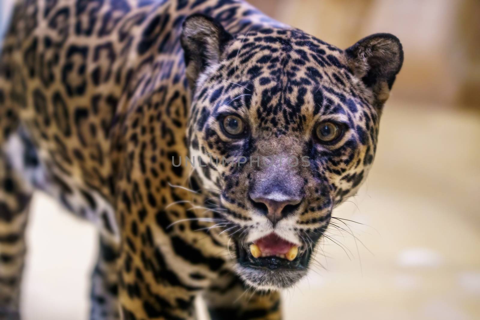 wild jaguar lurking for prey in the green jungle
