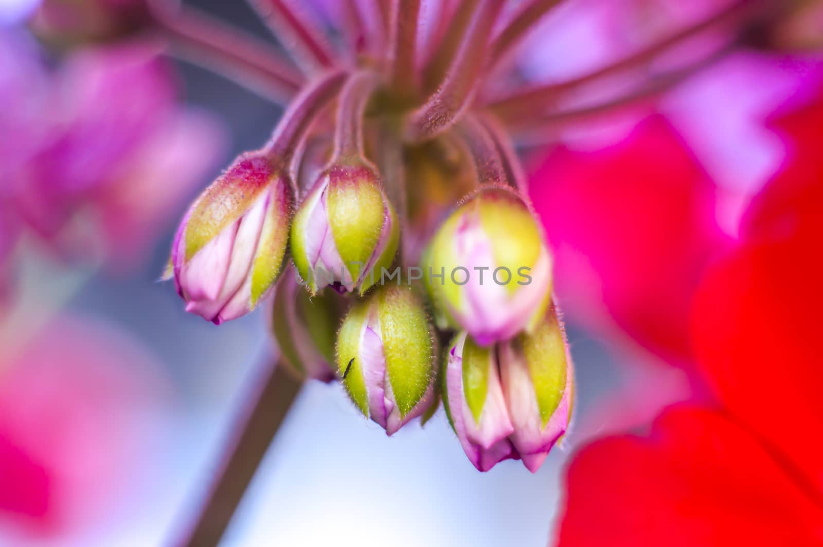 blossom in my beautiful season garden