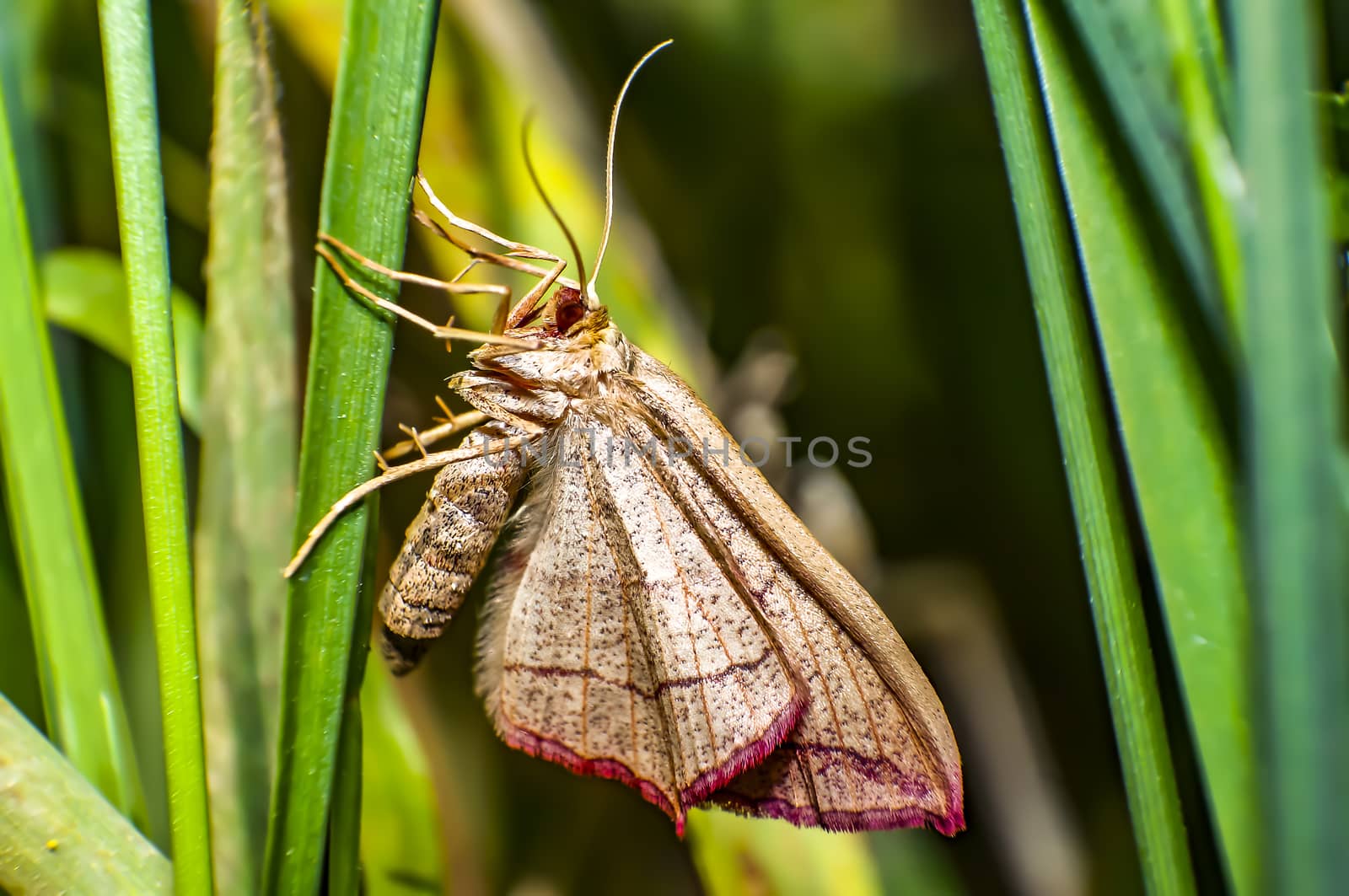 big moth in the summer forest