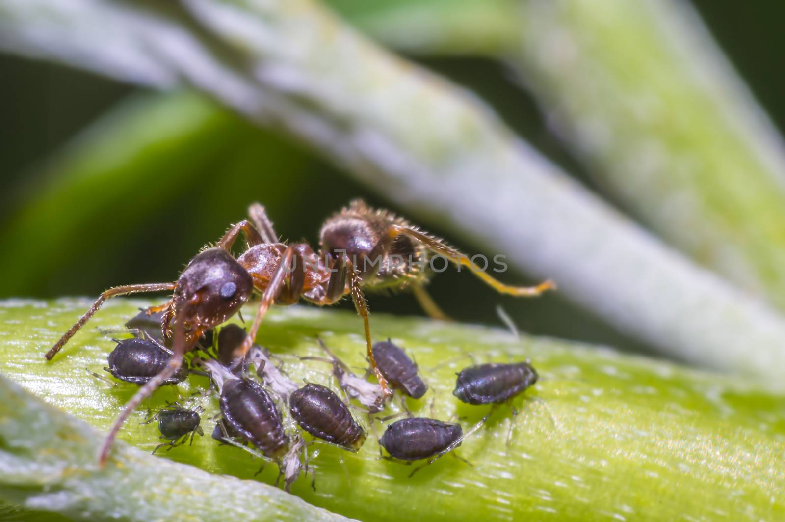 ants milking aphids on green leaf in the season garden