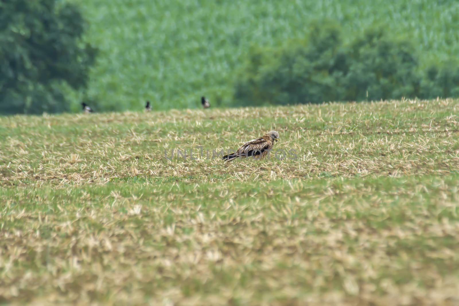 red kite on harvested field