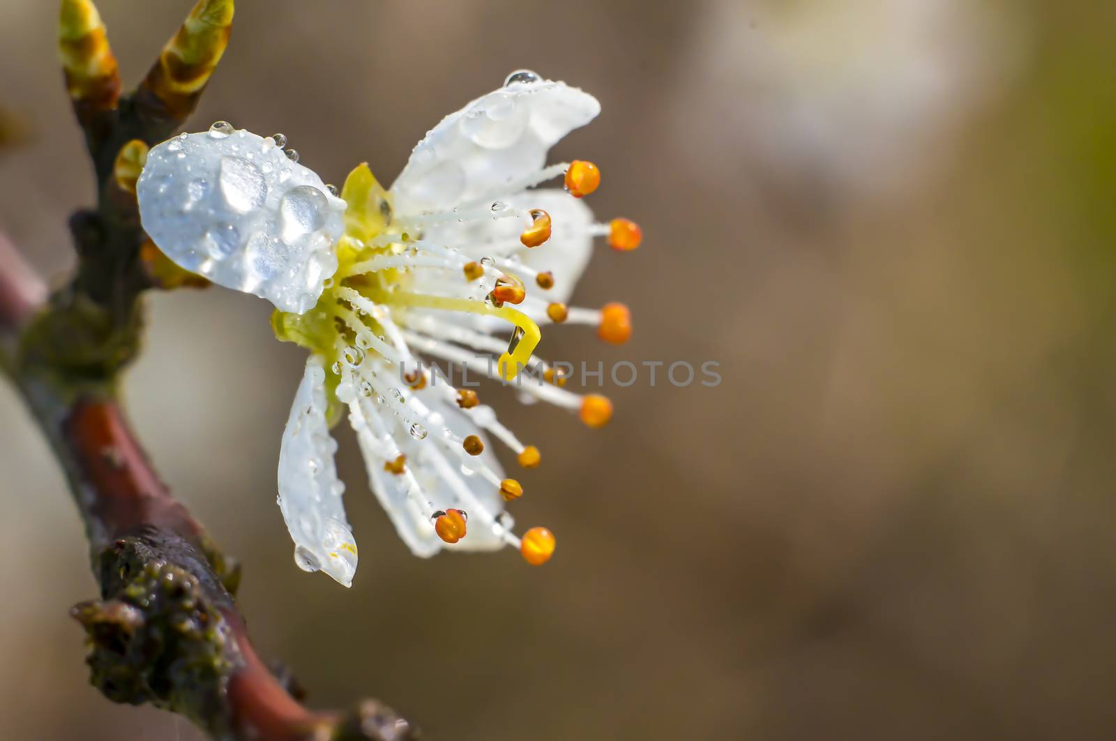 Dew drops on new cherry blossom