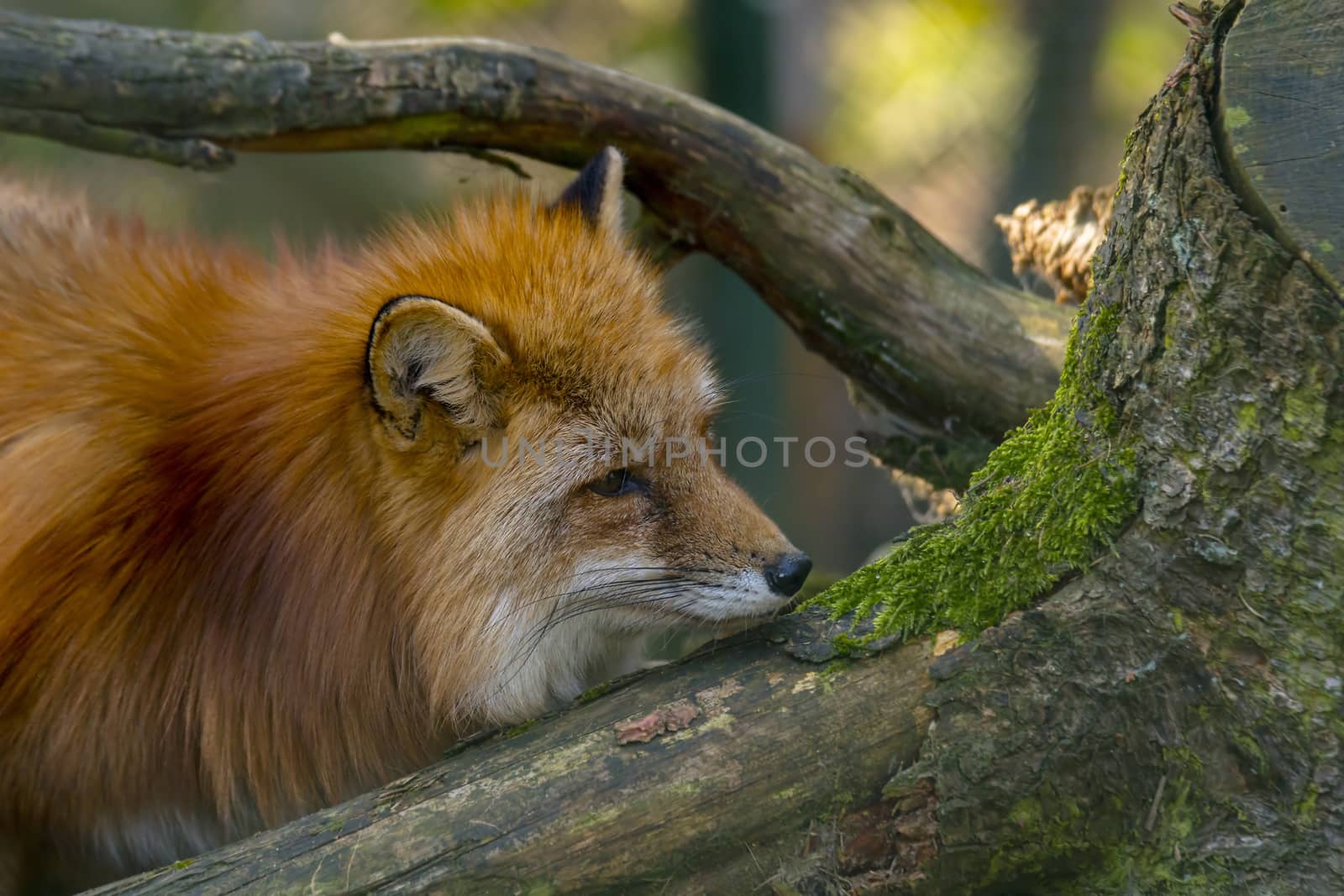 red fox hunting season in summer light