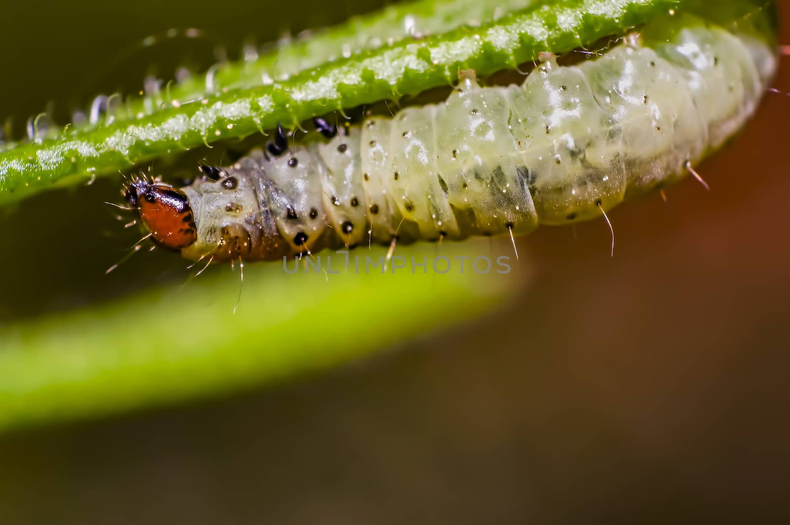 little young caterpillar in the summer forest