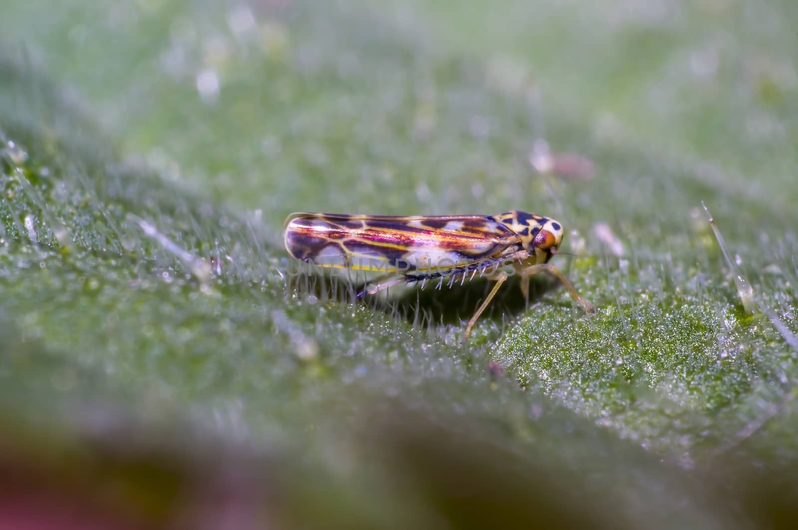 small cicada on green nettle leaf in the forest