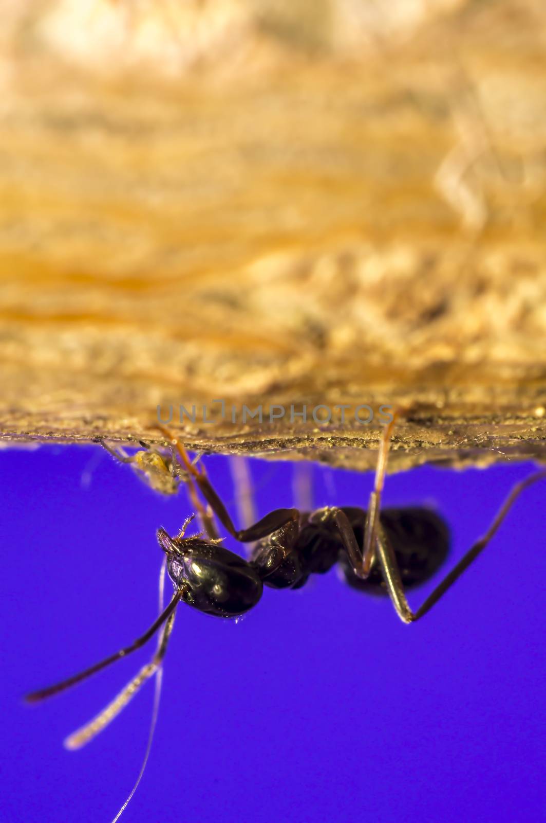 small black shiny ants on an old tree