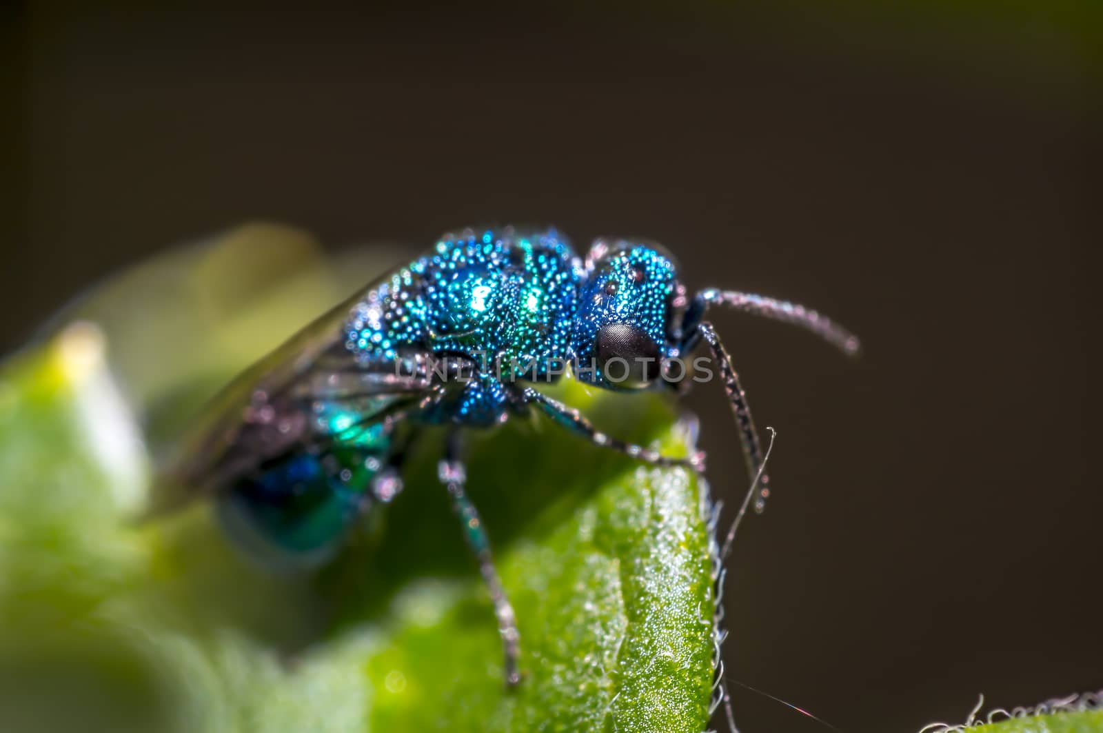 blue beetle in the season garden