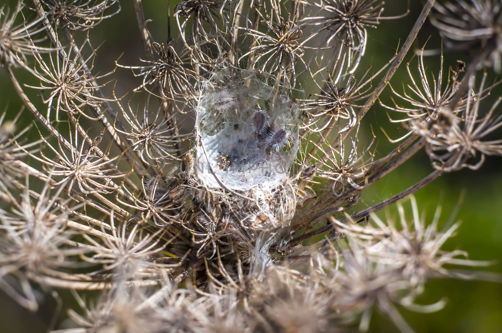 faded wild carrot in late summer