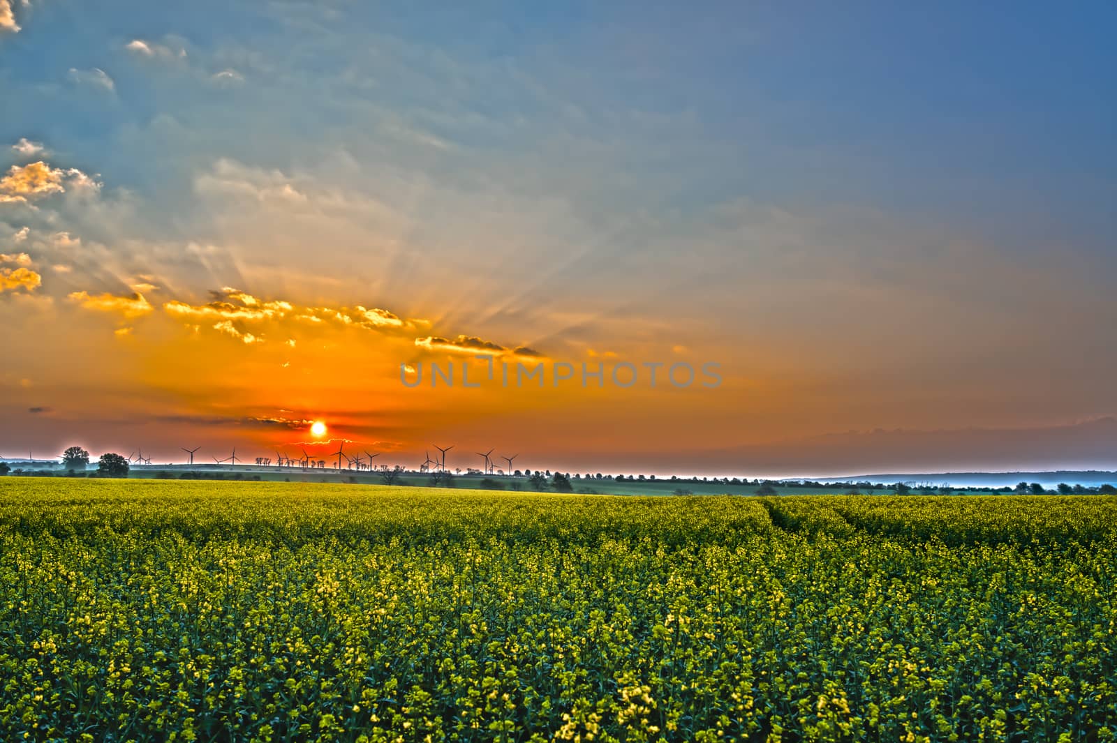 sunset at yellow rape field in summer season