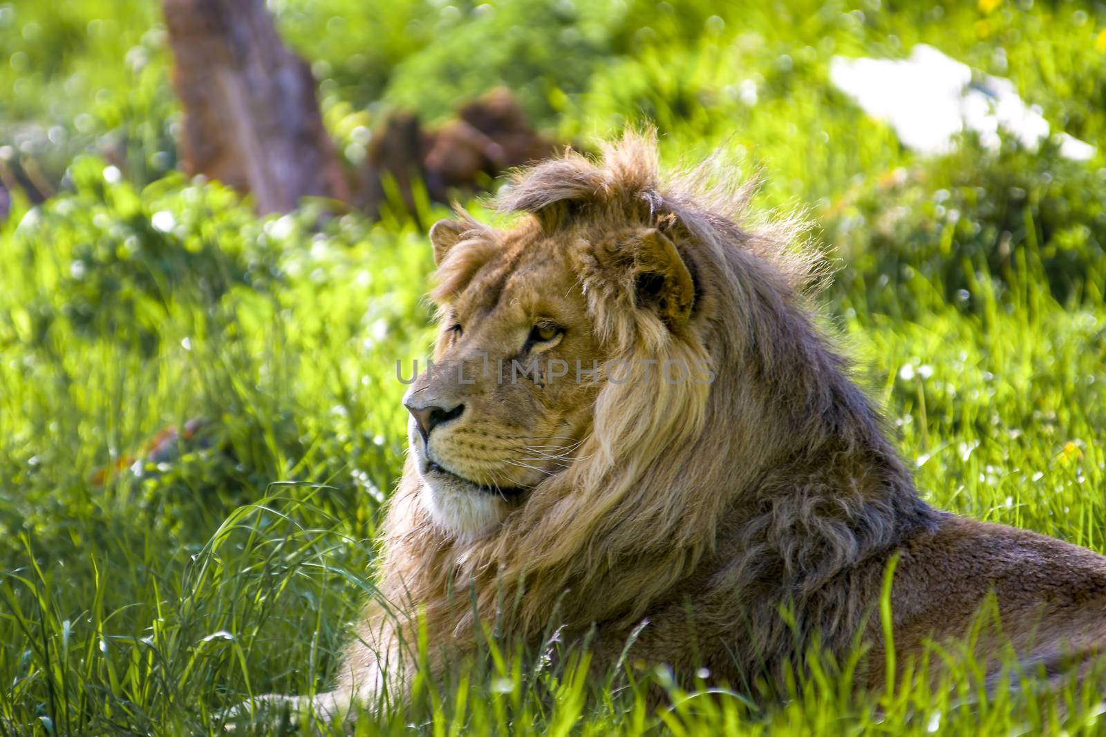 Lion is chilling in sunny savannah