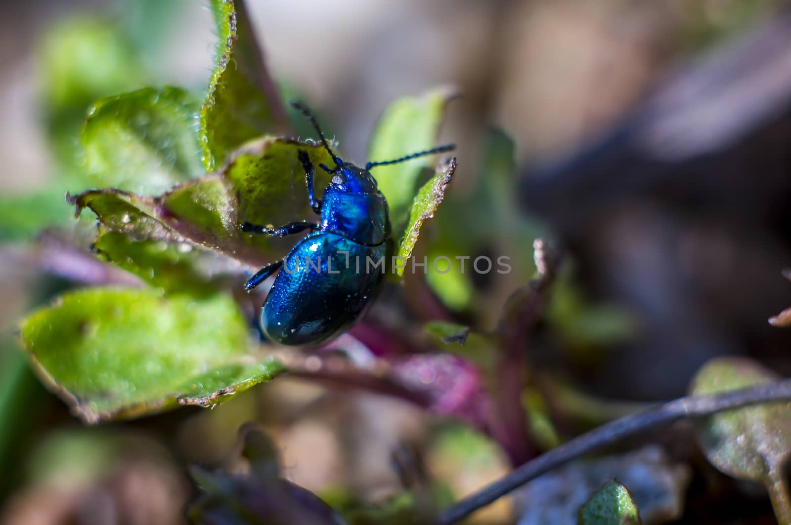 Macro insect Sky blue leaf beetle on leaf