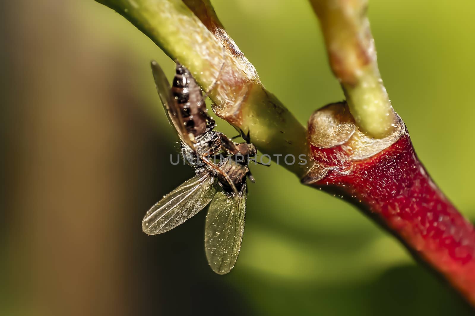 small fly on green leaf in the season garden