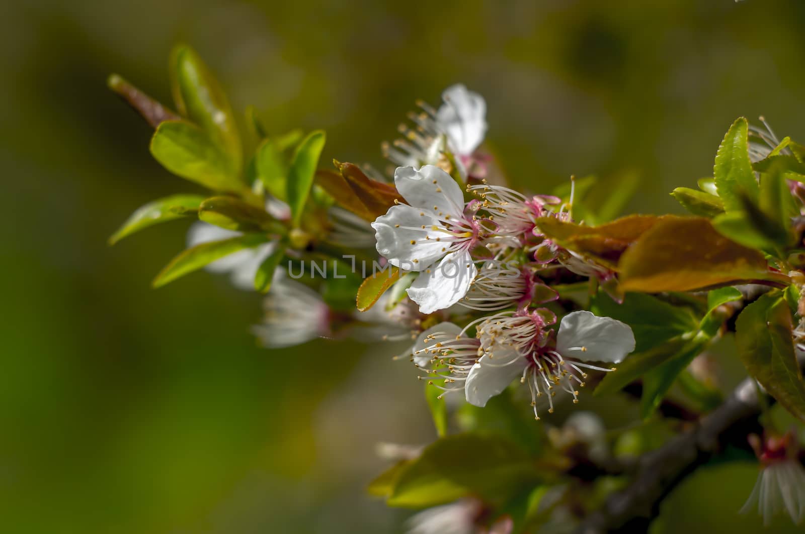 new cherry tree blossom in april spring time