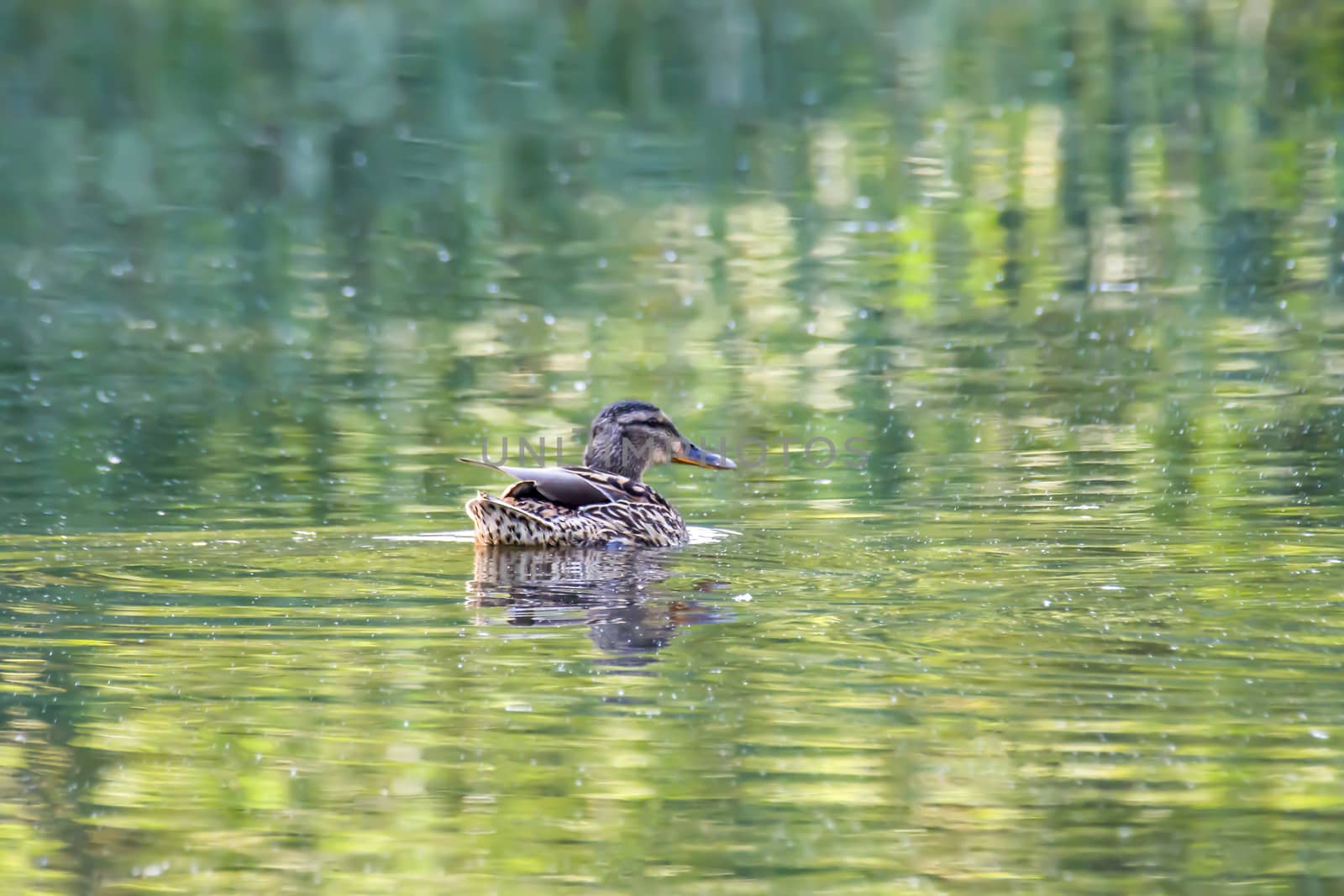 Mallard female on the nature pond