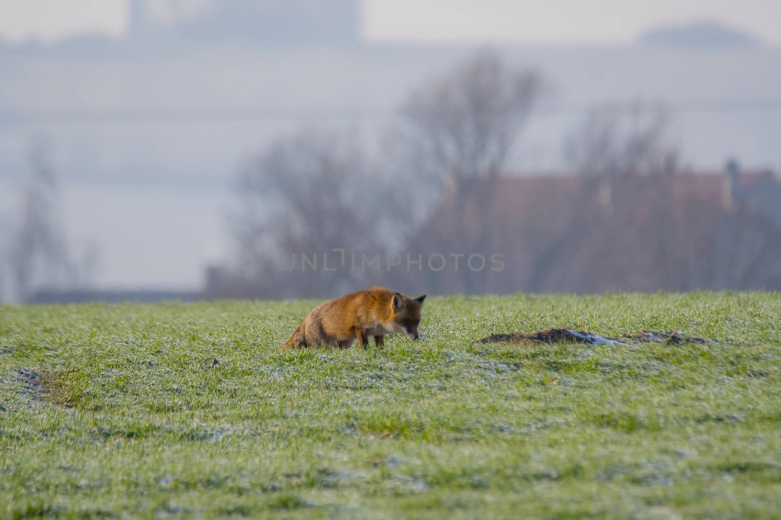 young fox at a fox cave
