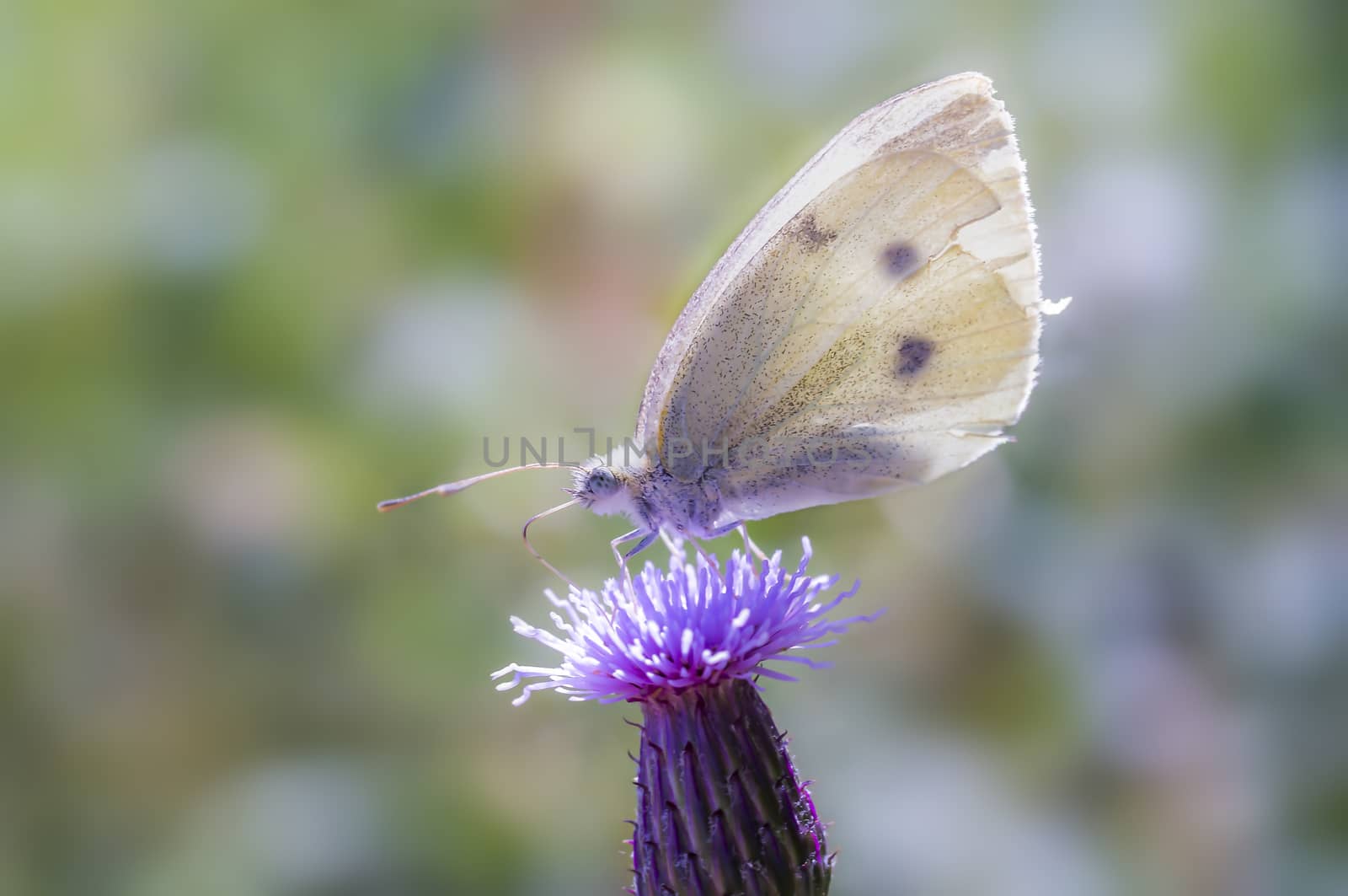 beautiful colorful butterfly on colorful flowers blossom on spring meadow