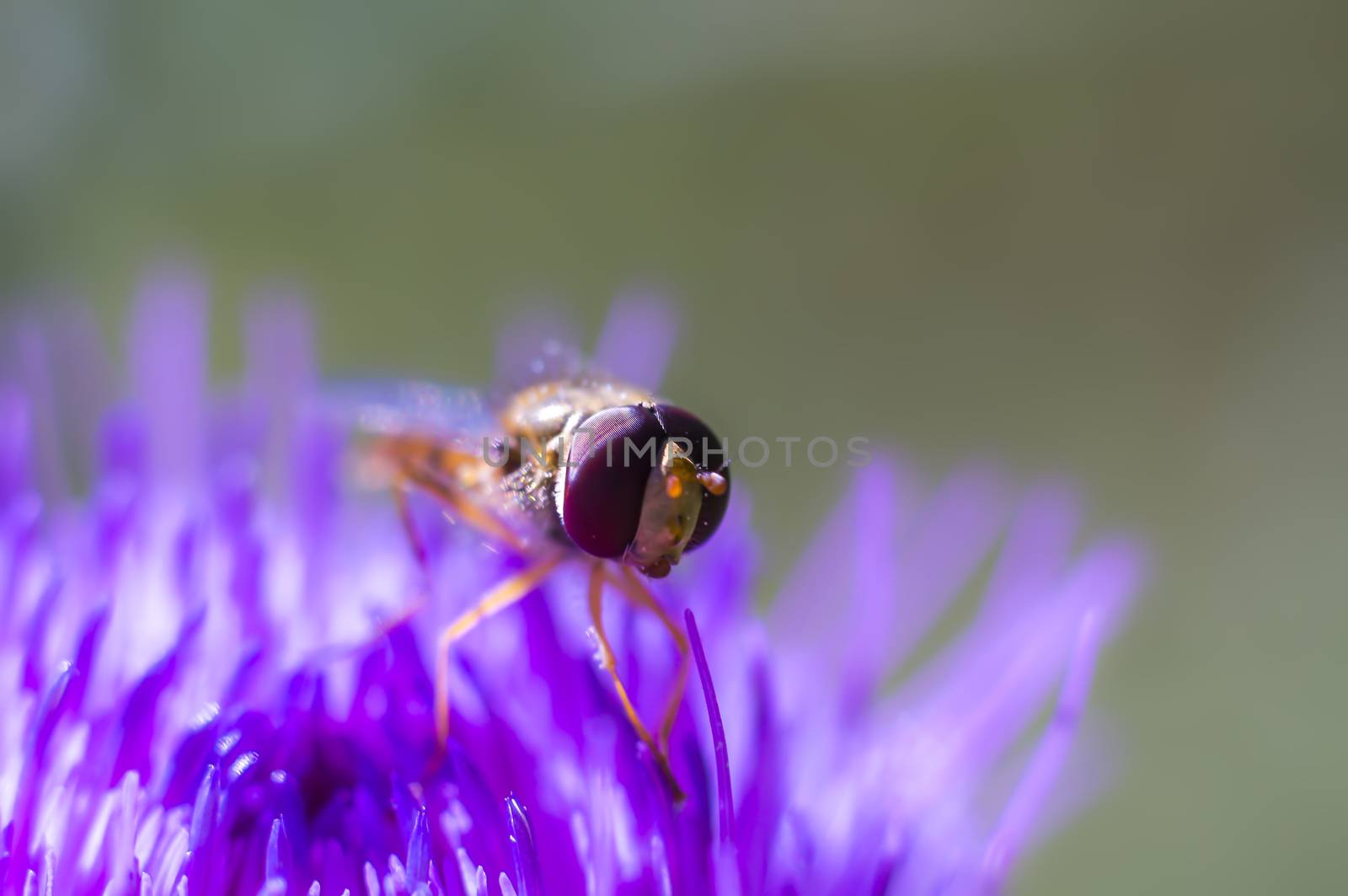 Hoverfly at colorfull Blossom in spring meadow