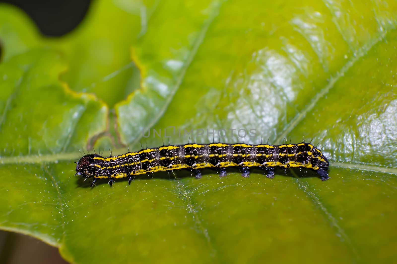 caterpillar yellow striped on green leaf in season forest