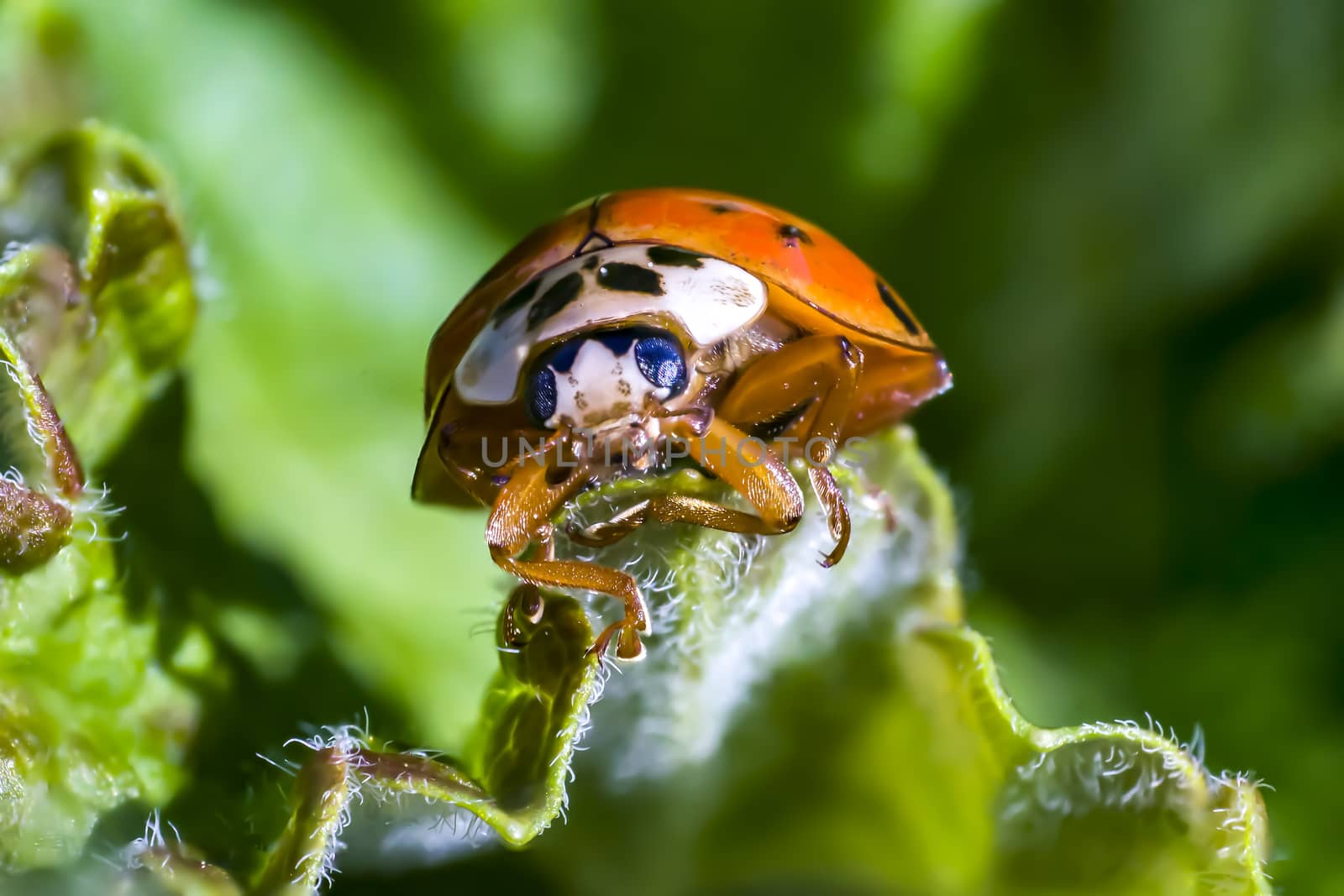 Lady Bug in my spring garden