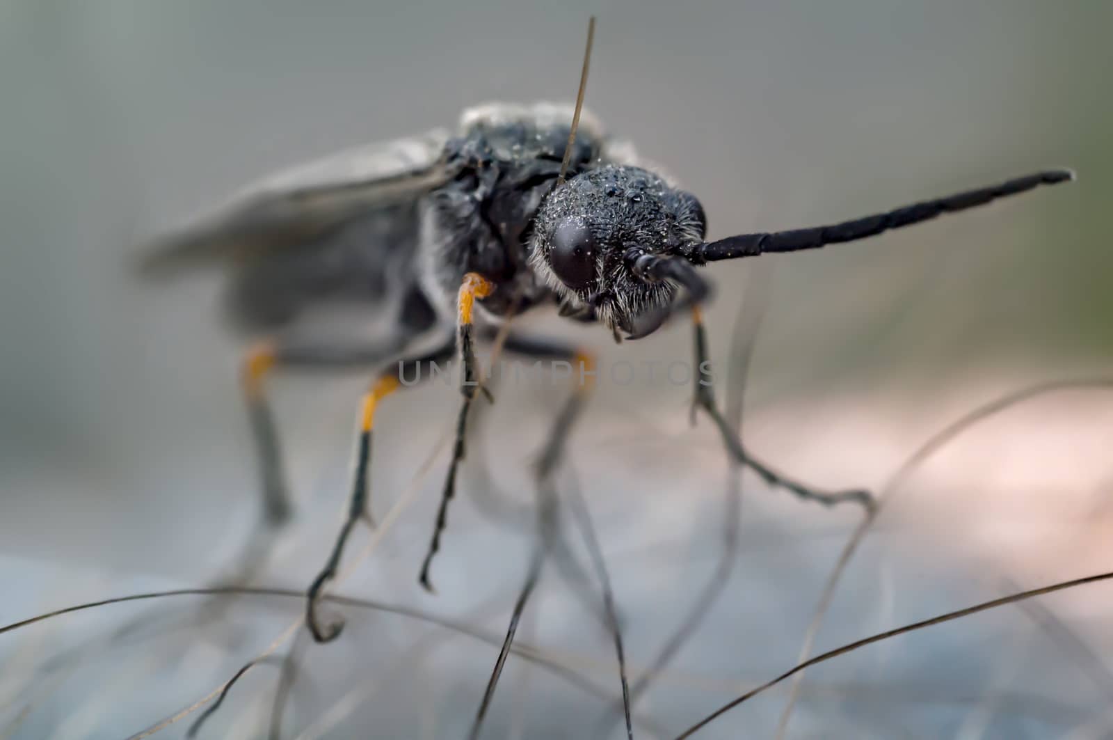 March Fly in my nature season garden